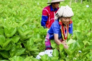 โครงการหลวงขุนแปะ (3)