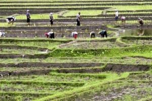 โครงการหลวงแม่หลอด (2)