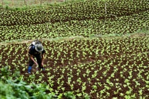 โครงการหลวงแม่แฮ (2)