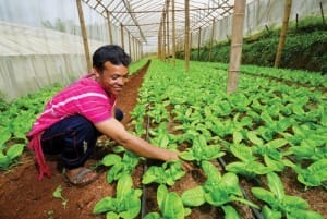 โครงการหลวงแม่โถ (1)