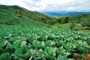 โครงการหลวงแม่โถ (4)