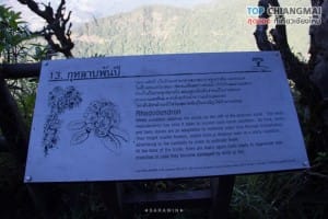 กิ่วแม่ปาน - ดอยอินทนนท์ (45)