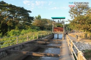 บ้านเหมืองผ่า - แม่ริม (6)