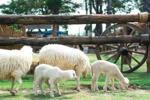 Small Farm Chiang Mai - สมอลล์ฟาร์ม รีสอร์ท (17)