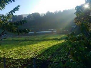 grand-berry-garden (18)