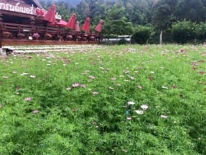 grand-berry-garden (3)