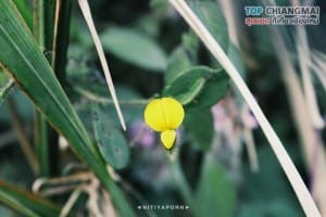 ดอยหลวง - เชียงดาว (13)