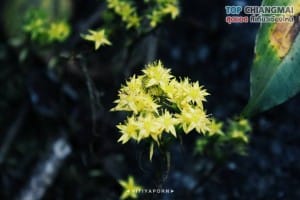 ดอยหลวง - เชียงดาว (4)