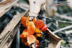 ดอยหลวง - เชียงดาว (6)