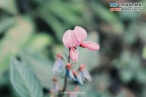 ดอยหลวง - เชียงดาว (7)