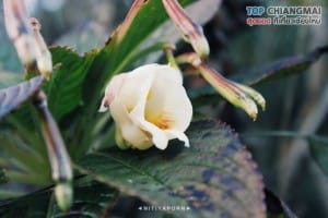 ดอยหลวง - เชียงดาว (9)