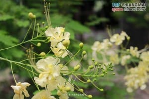 พิพิธภัณฑ์บ้านไร่ไผ่งาม - เมืองจอมทอง (12)
