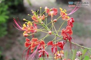 พิพิธภัณฑ์บ้านไร่ไผ่งาม - เมืองจอมทอง (13)