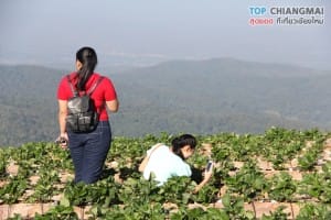 ม่อนแจ่ม - แม่ริม (53)