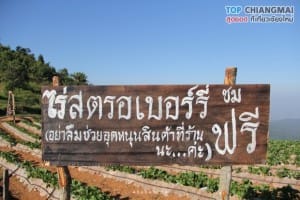 ม่อนแจ่ม - แม่ริม (57)