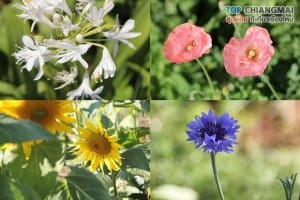 ม่อนแจ่ม - แม่ริม (78)