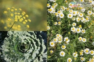 ม่อนแจ่ม - แม่ริม (79)