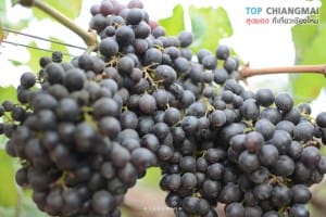 สวนอีเดน - แม่ริม (11)