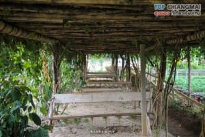 ไร่วงค์วาน - สะเมิง (18)