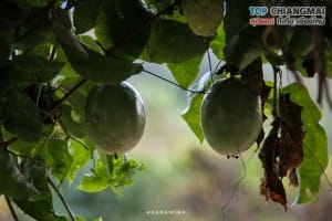 ไร่วงค์วาน - สะเมิง (19)