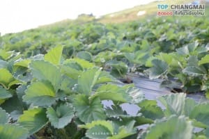 ไร่สตรอเบอรี่ ไซ เฮง - แม่ริม (10)