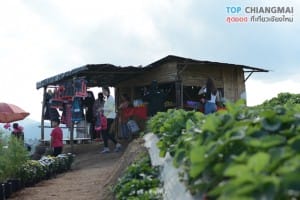 ไร่สตรอเบอรี่ ไซ เฮง - แม่ริม (11)