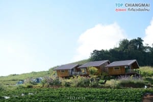 ไร่สตรอเบอรี่ ไซ เฮง - แม่ริม (12)