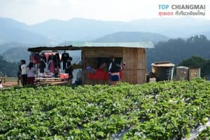 ไร่สตรอเบอรี่ ไซ เฮง - แม่ริม (13)