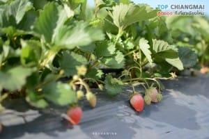 ไร่สตรอเบอรี่ ไซ เฮง - แม่ริม (2)