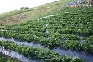 ไร่สตรอเบอรี่ ไซ เฮง - แม่ริม (9)