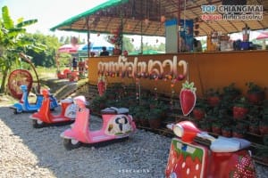 ไร่สตรอเบอรี่ข้องหลวง - สะเมิง (10)