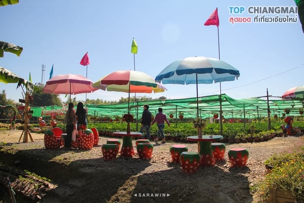 ไร่สตรอเบอรี่ข้องหลวง - สะเมิง (11)