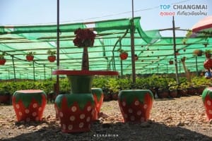 ไร่สตรอเบอรี่ข้องหลวง - สะเมิง (14)