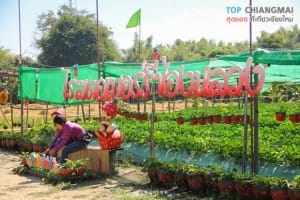 ไร่สตรอเบอรี่ข้องหลวง - สะเมิง (15)