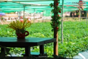 ไร่สตรอเบอรี่ข้องหลวง - สะเมิง (24)