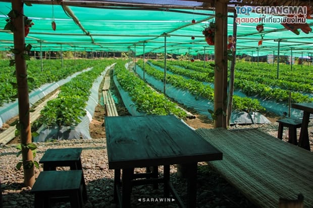 ไร่สตรอเบอรี่ข้องหลวง - สะเมิง (25)