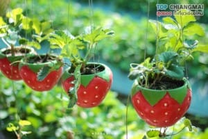 ไร่สตรอเบอรี่ข้องหลวง - สะเมิง (3)