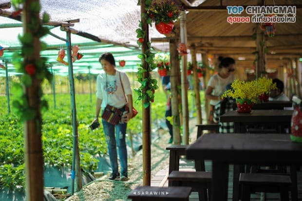 ไร่สตรอเบอรี่ข้องหลวง - สะเมิง (4)
