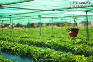 ไร่สตรอเบอรี่ข้องหลวง - สะเมิง (5)