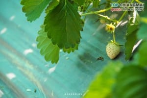 ไร่สตรอเบอรี่ข้องหลวง - สะเมิง (6)
