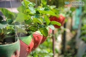 ไร่สตรอเบอรี่ข้องหลวง - สะเมิง (7)