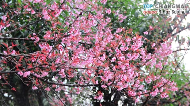 ซากูระ ดอยอ่างขาง (4)