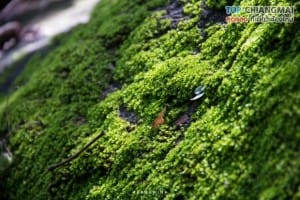 ออบหลวง (32)