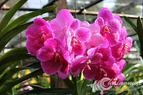 bai-orchid