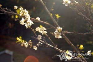 pink_sakura (12)