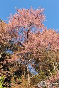 pink_sakura (15)