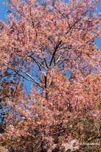 pink_sakura (16)