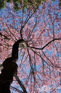 thai_sakura (1)