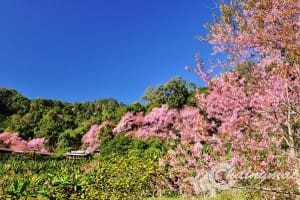 thai_sakura (11)