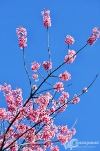thai_sakura (13)
